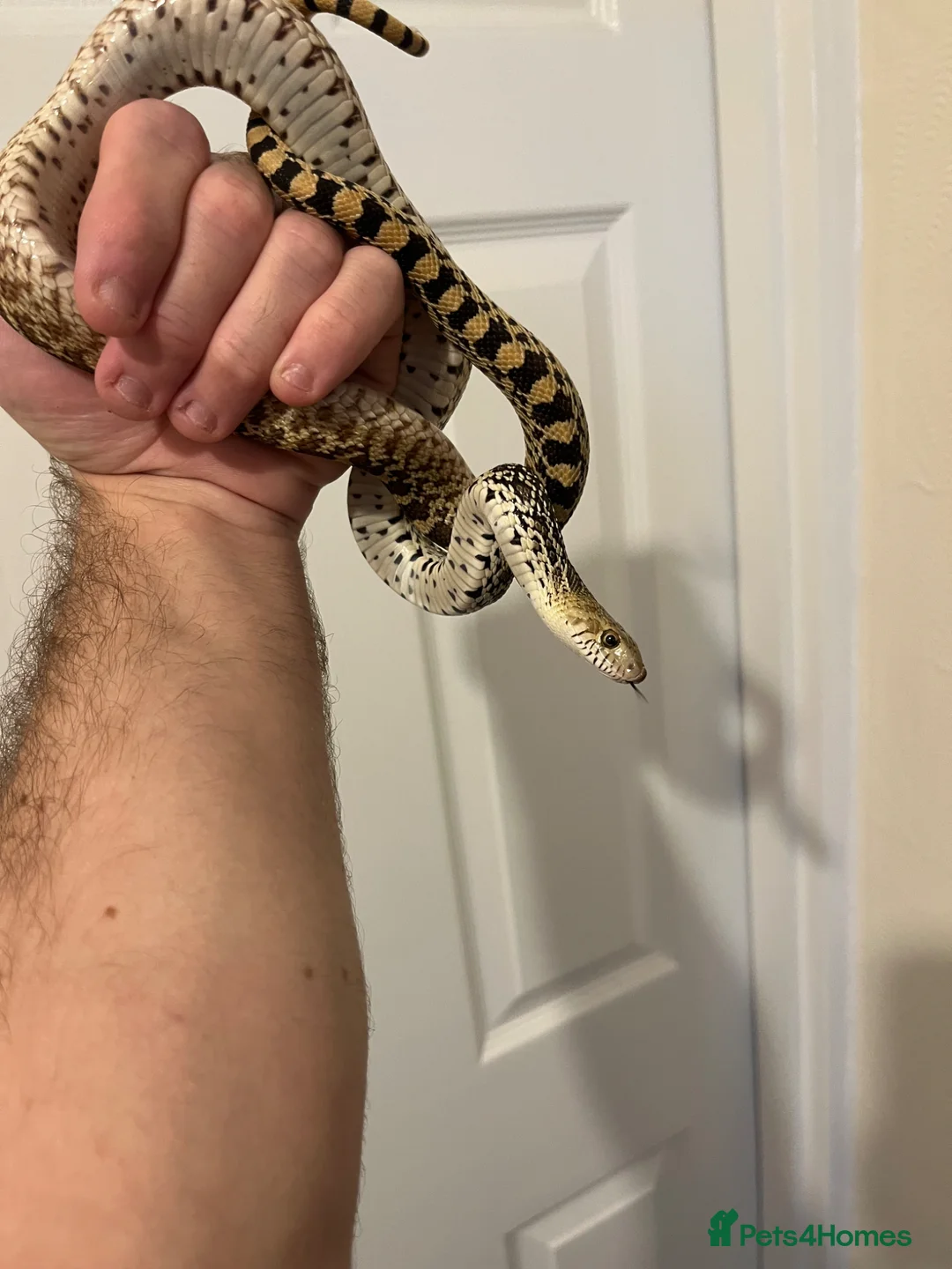 Snake reptiles for sale: Bull snake  - Advert 2