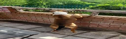 Mixed Breed dogs for sale: Looking to rehome  - Advert 6