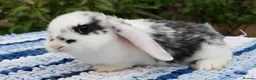 Mini Lop rabbits for sale: Cute French x Mini Lop Ready to Go!!! - Advert 13