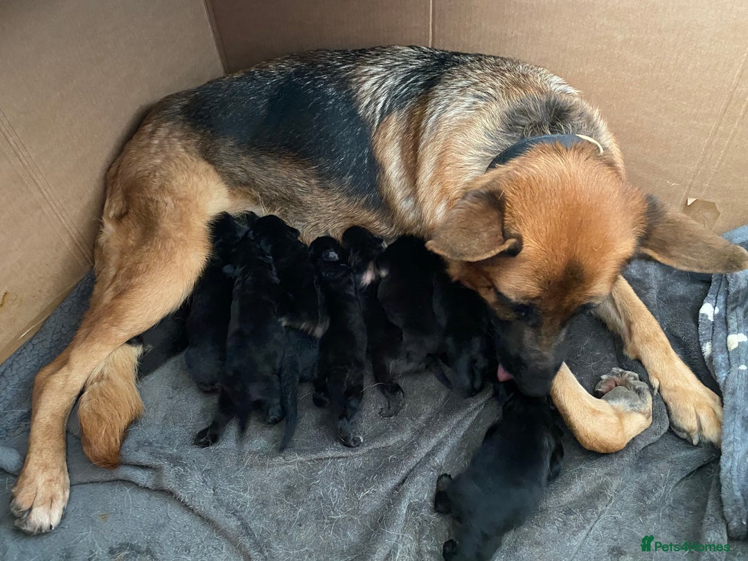 German Shepherd dogs for sale: 11 Cute German Shepherds!  - Image 6
