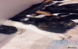Mixed Breed cats for sale: Maximum  - Image 9