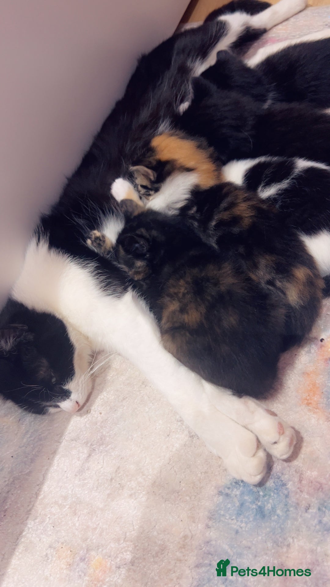 Mixed Breed cats for sale: Maximum  - Image 9