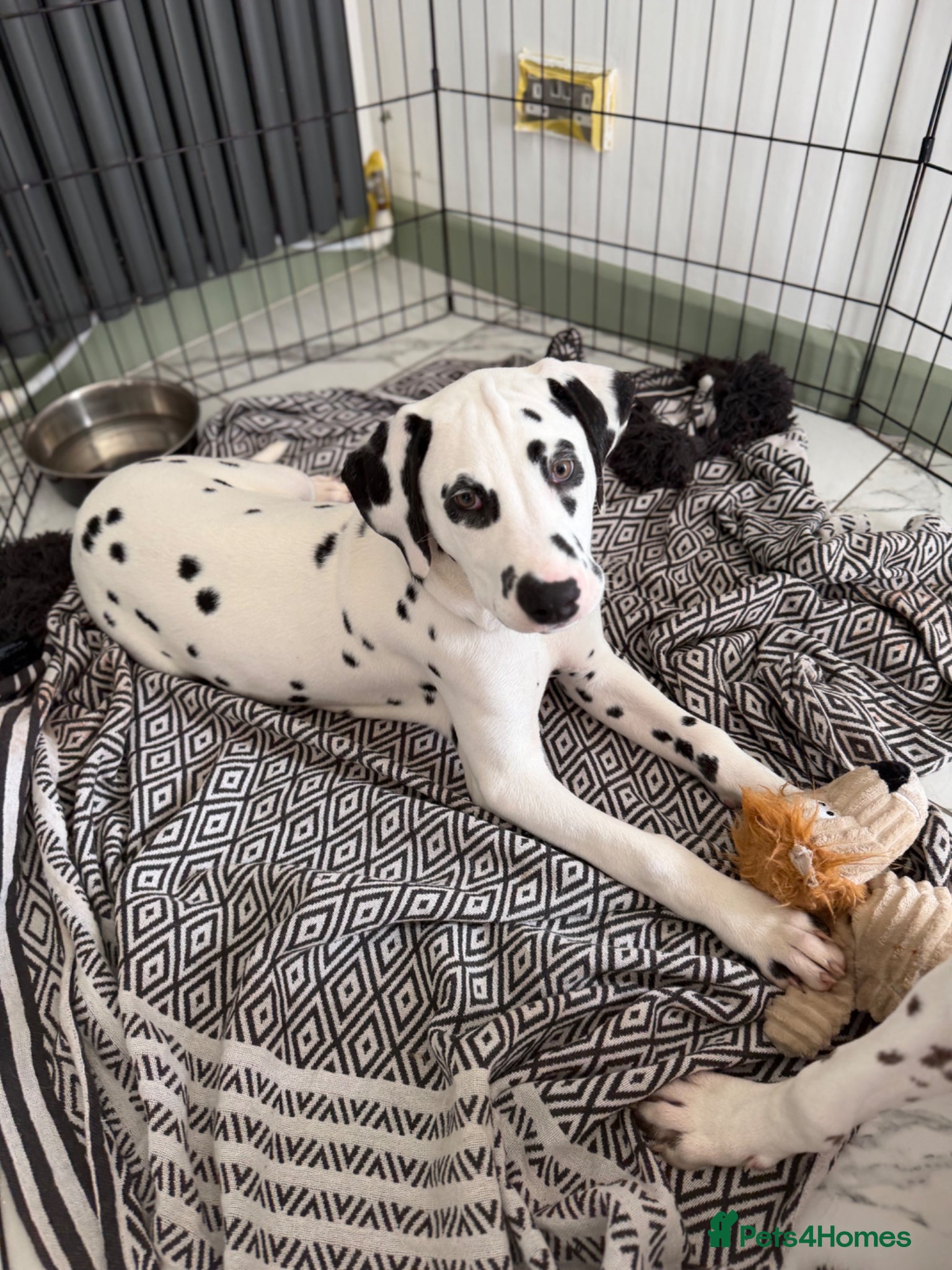 Dalmatian dogs KC Reg Dalmatian Male Puppy Ready Now - Advert 1