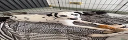 Dalmatian dogs for sale: KC Reg Dalmatian Male Puppy Ready Now - Advert 1