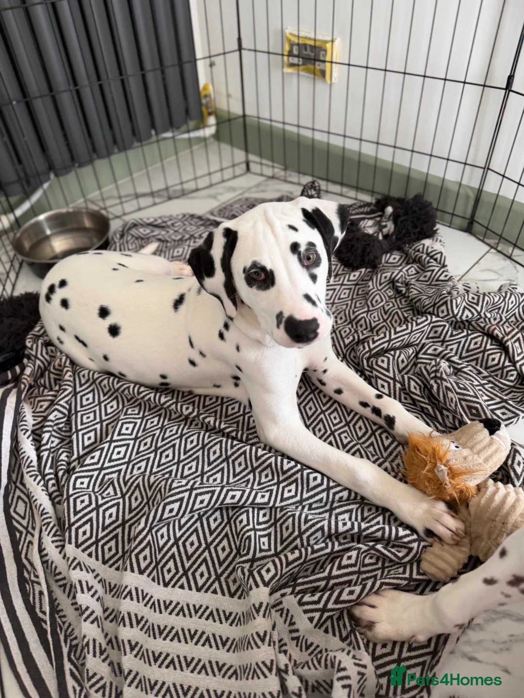 Dalmatian dogs for sale: KC Reg Dalmatian Male Puppy Ready Now - Advert 1