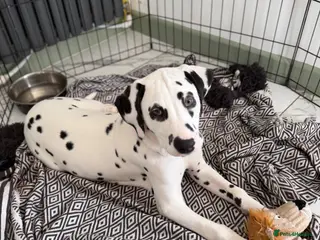Dalmatian dogs KC Reg Dalmatian Male Puppy Ready Now - Advert 4