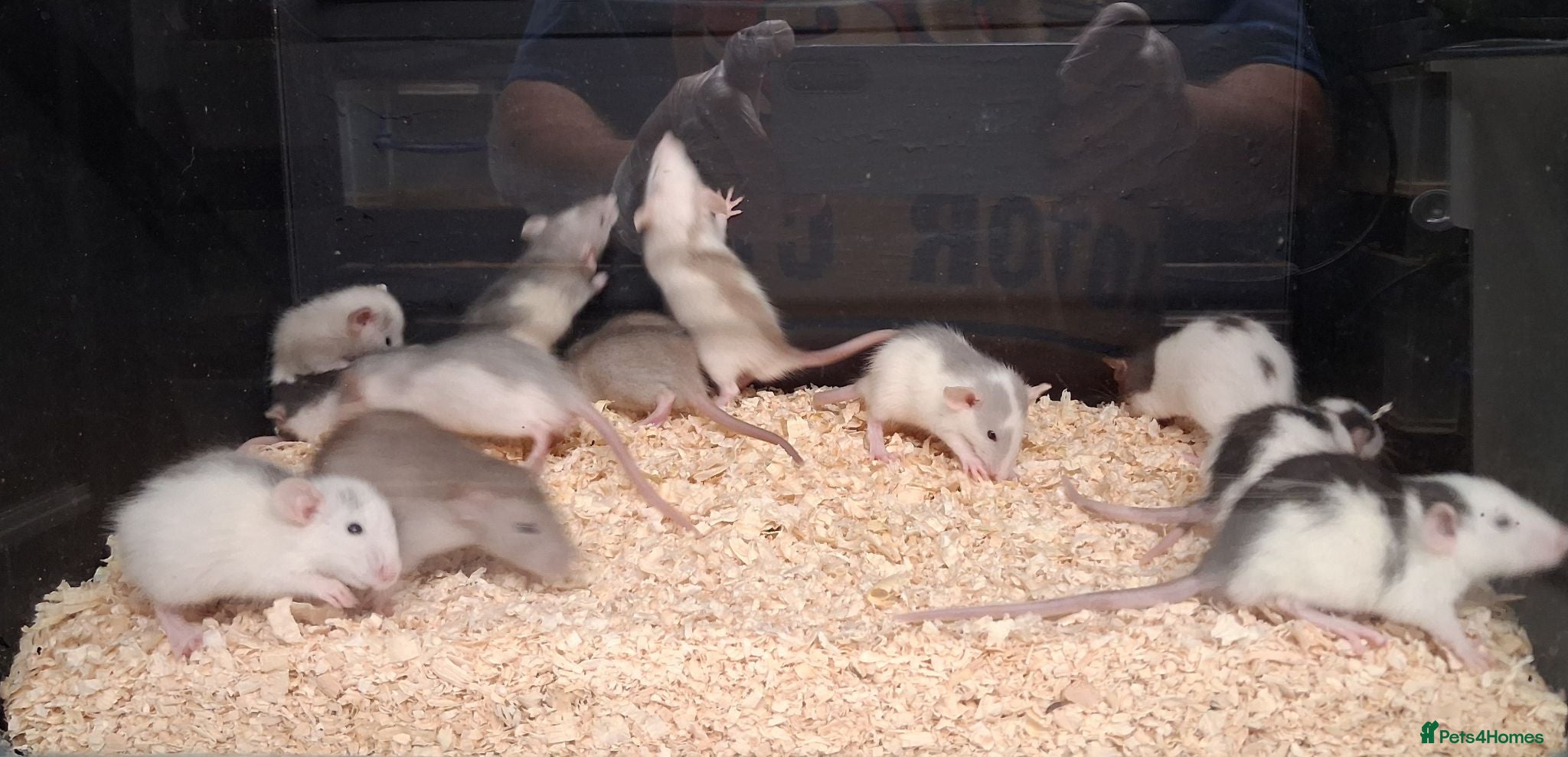 Rat rodents for sale: Baby Dumbo Rat's, Natural , Rex , Nakeds  - Advert 3