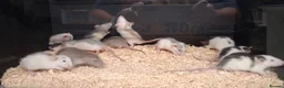 Rat rodents for sale: Baby Dumbo Rat's, Natural , Rex , Nakeds  - Advert 1