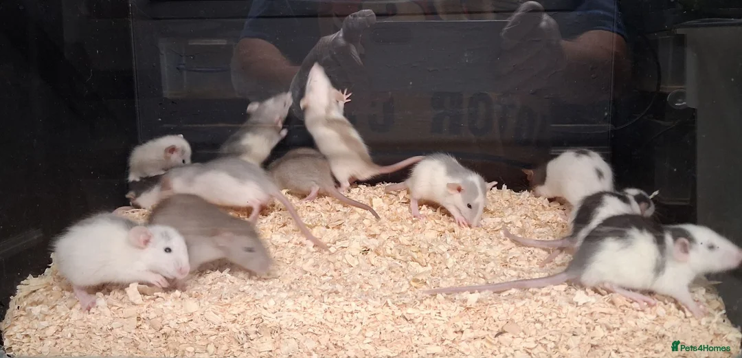 Rat rodents for sale: Baby Dumbo Rat's, Natural , Rex , Nakeds  - Advert 1