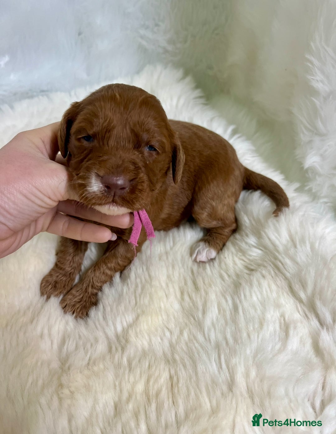 Goldendoodle dogs for sale: multigenerational Australian Red double doodles  - Advert 10