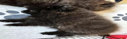 Pomeranian dogs for sale: Ready for Triple the Fluff! Our Pomeranian Trio  - Advert 20