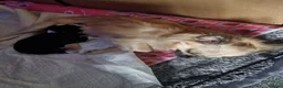 Chihuahua dogs for sale: Chihuahua  - Advert 1