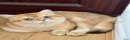 British Shorthair cats for sale: 🐾Golden British Shorthair Kittens🐾 - Advert 28