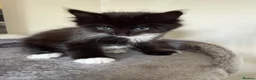 British Shorthair cats for sale: Girl Kitten - Advert 8
