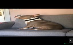 American Bully dogs for sale: American pocket bully 3yrs old female  - Image 4