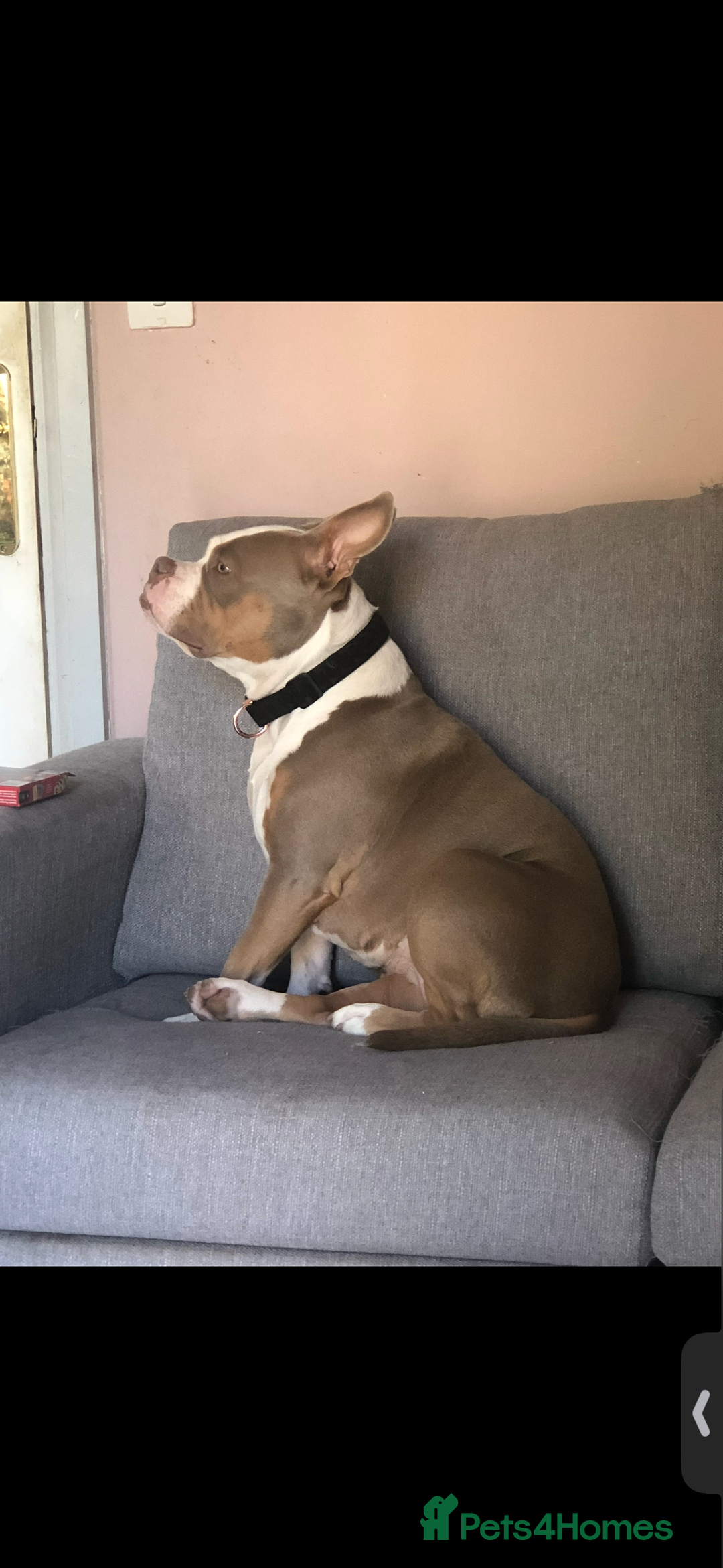 American Bully dogs for sale: American pocket bully 3yrs old female  - Image 4
