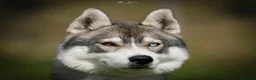 Siberian Husky dogs for sale: Unbelievable KC Registered Puppies - Advert 1