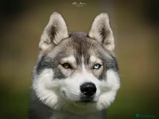 Siberian Husky dogs Unbelievable KC Registered Puppies - Advert 2