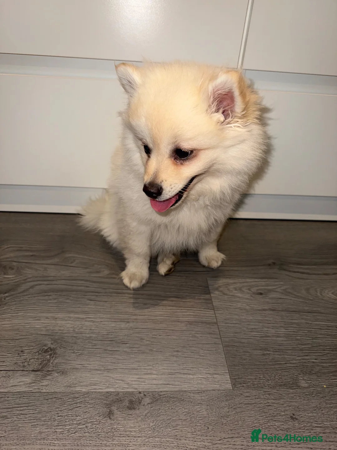 Pomeranian dogs for sale: puppy Pomeranian in Enfield - Advert 2