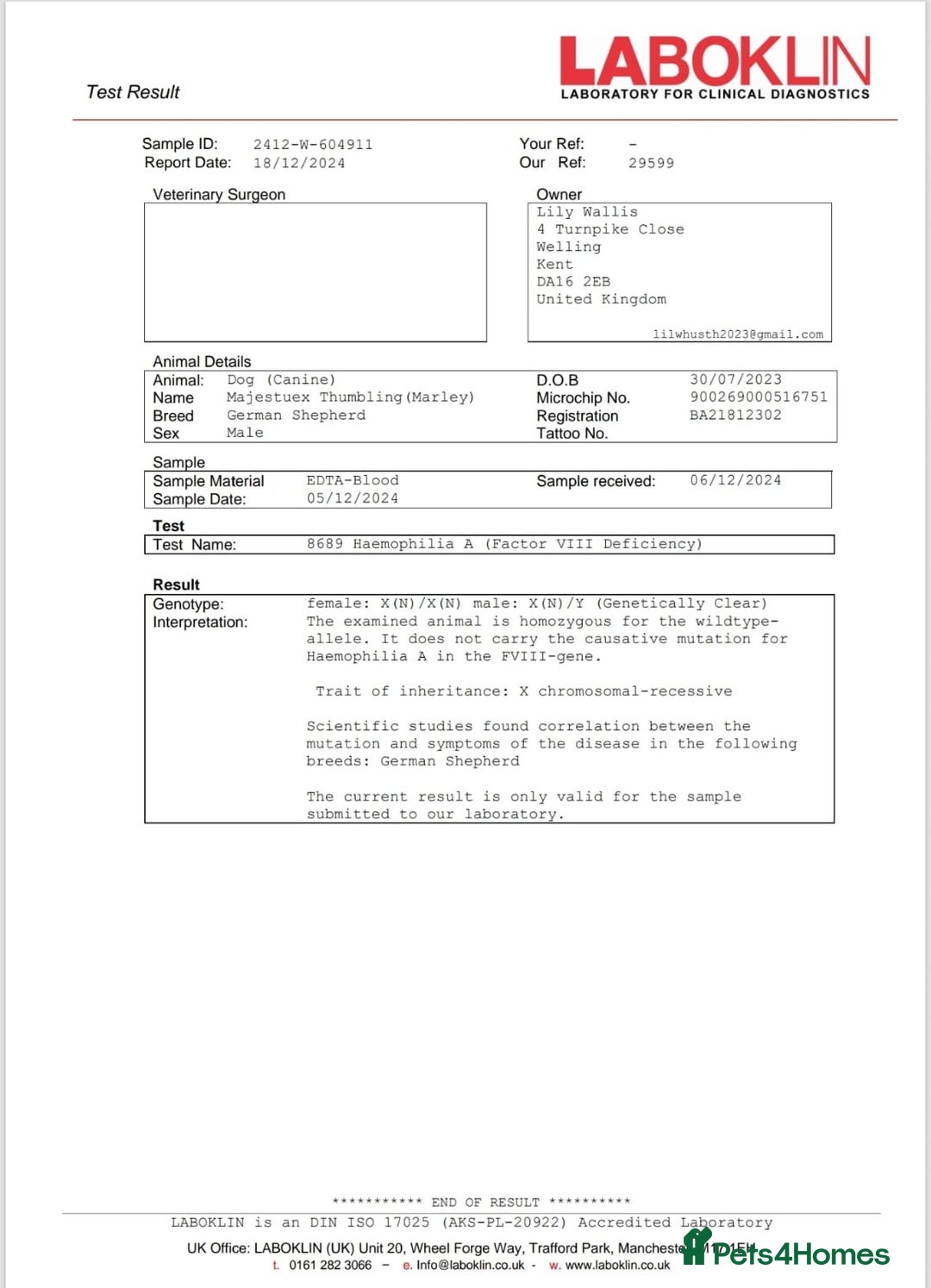 German Shepherd dogs for sale: KC GSD long coat.  Fantastic bloodlines.  - Advert 26