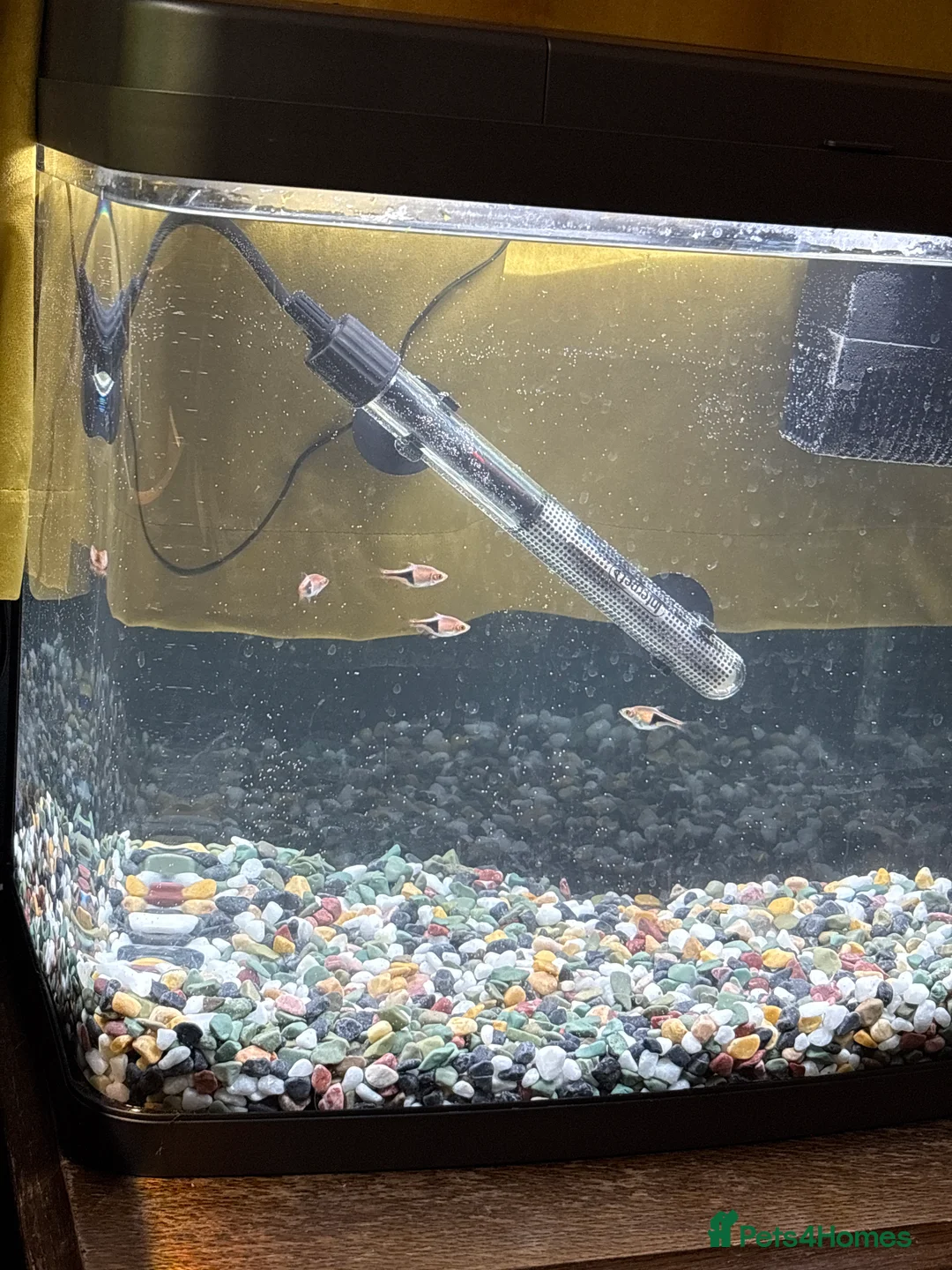 Rasboras fish for sale: 4 Harlequin Rasboras - Advert 1