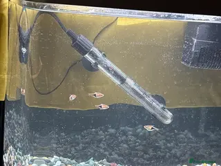 Rasboras fish 4 Harlequin Rasboras - Advert 2