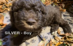Lagotto Romagnolo dogs for sale: Stunning Litter of Pedigree Lagotto Romagnolo Pups - Image 31