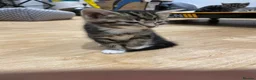 Mixed Breed cats for sale: 4 tiger striped kittens in Orpington - Advert 5