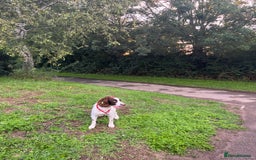 English Springer Spaniel dogs for sale: Rehoming male springer spaniel  - Image 4
