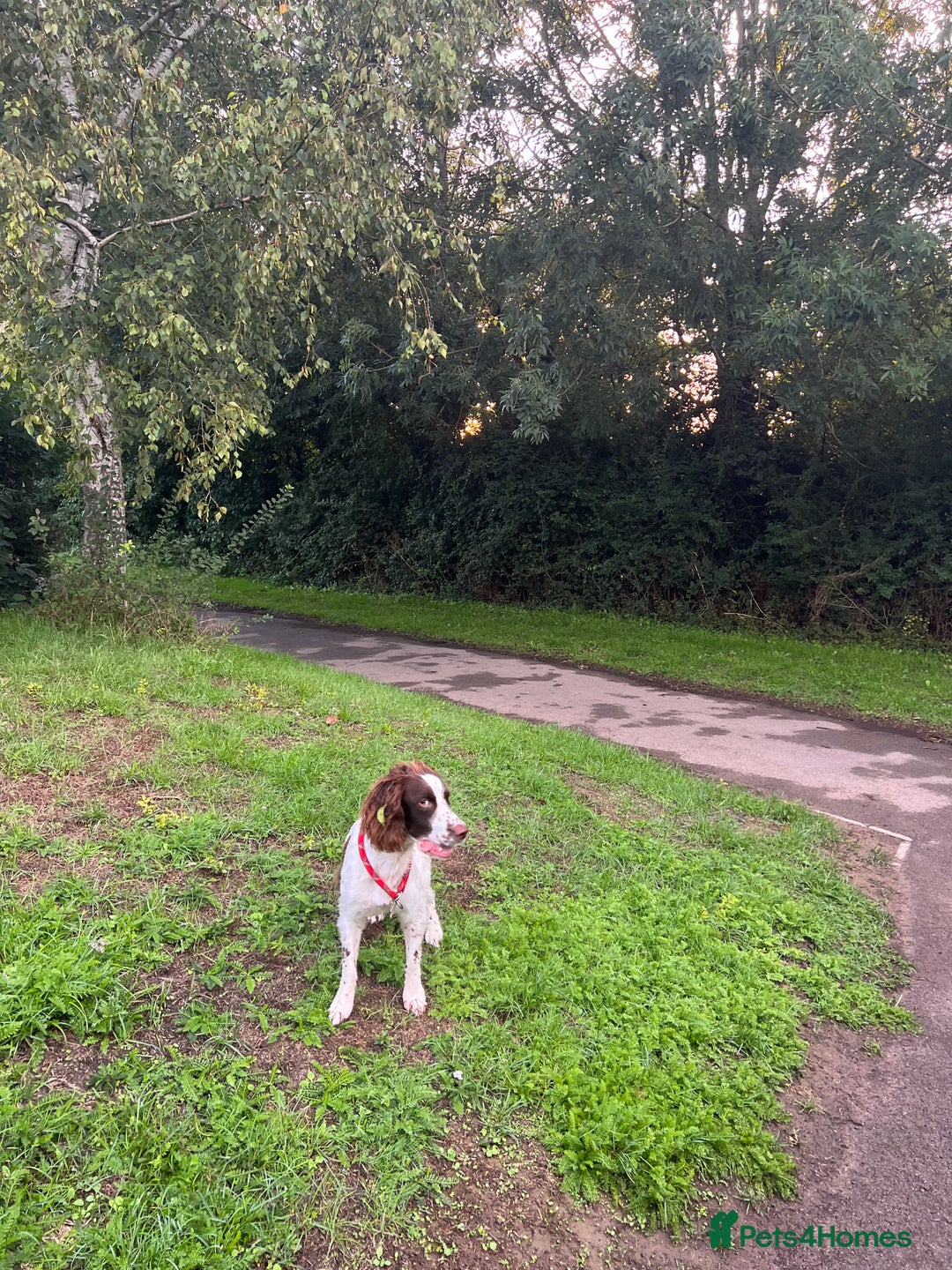 English Springer Spaniel dogs for sale: Rehoming male springer spaniel  - Image 4