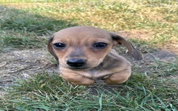 Miniature Dachshund dogs for sale: Miniature smooth haired dachshund puppies - Image 7