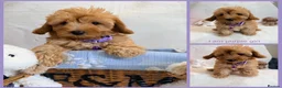 Maltipoo dogs for sale: 💖BEAUTIFUL LICENSED-BRED MALTIPOO💖 in Virginia Water - Advert 13