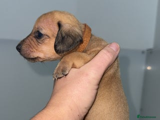 Mixed Breed dogs ⭐️1 girls left⭐️Dachshund x Maltese puppies - Advert 5