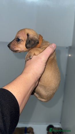 Mixed Breed dogs ⭐️1 girls left⭐️Dachshund x Maltese puppies - Advert 1
