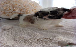 Mixed Breed dogs for sale: Maltese X Lhasa apso  - Image 11