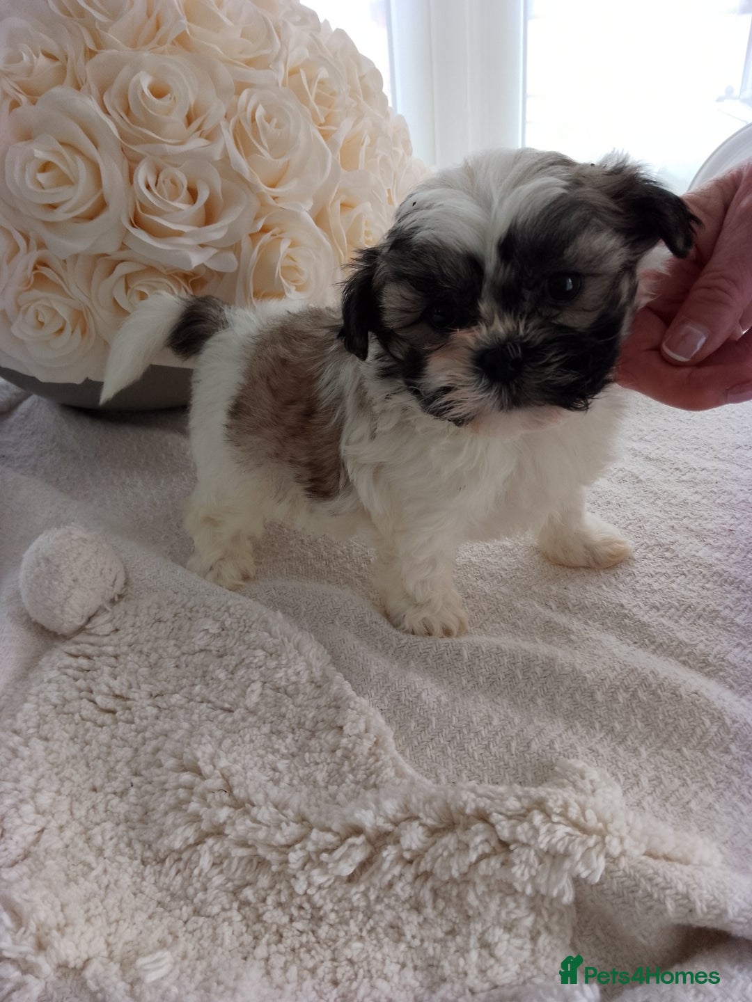 Mixed Breed dogs for sale: Maltese X Lhasa apso  - Image 11