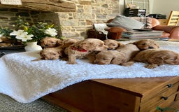 Cockapoo dogs for sale: READY TO GO :Gorgeous litter of  F1 Cockapoo’s - Image 18