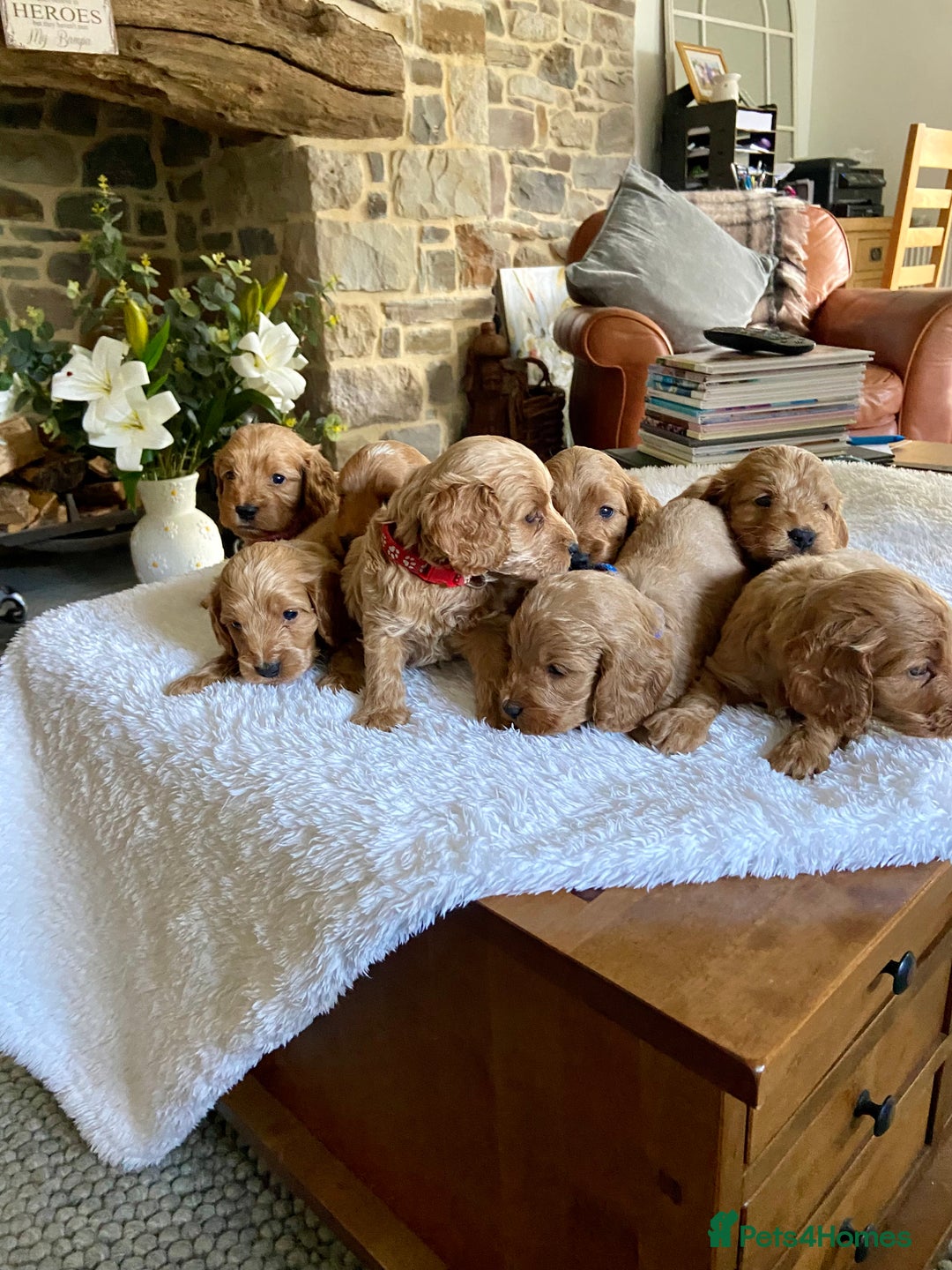 Cockapoo dogs for sale: READY TO GO :Gorgeous litter of  F1 Cockapoo’s - Image 18