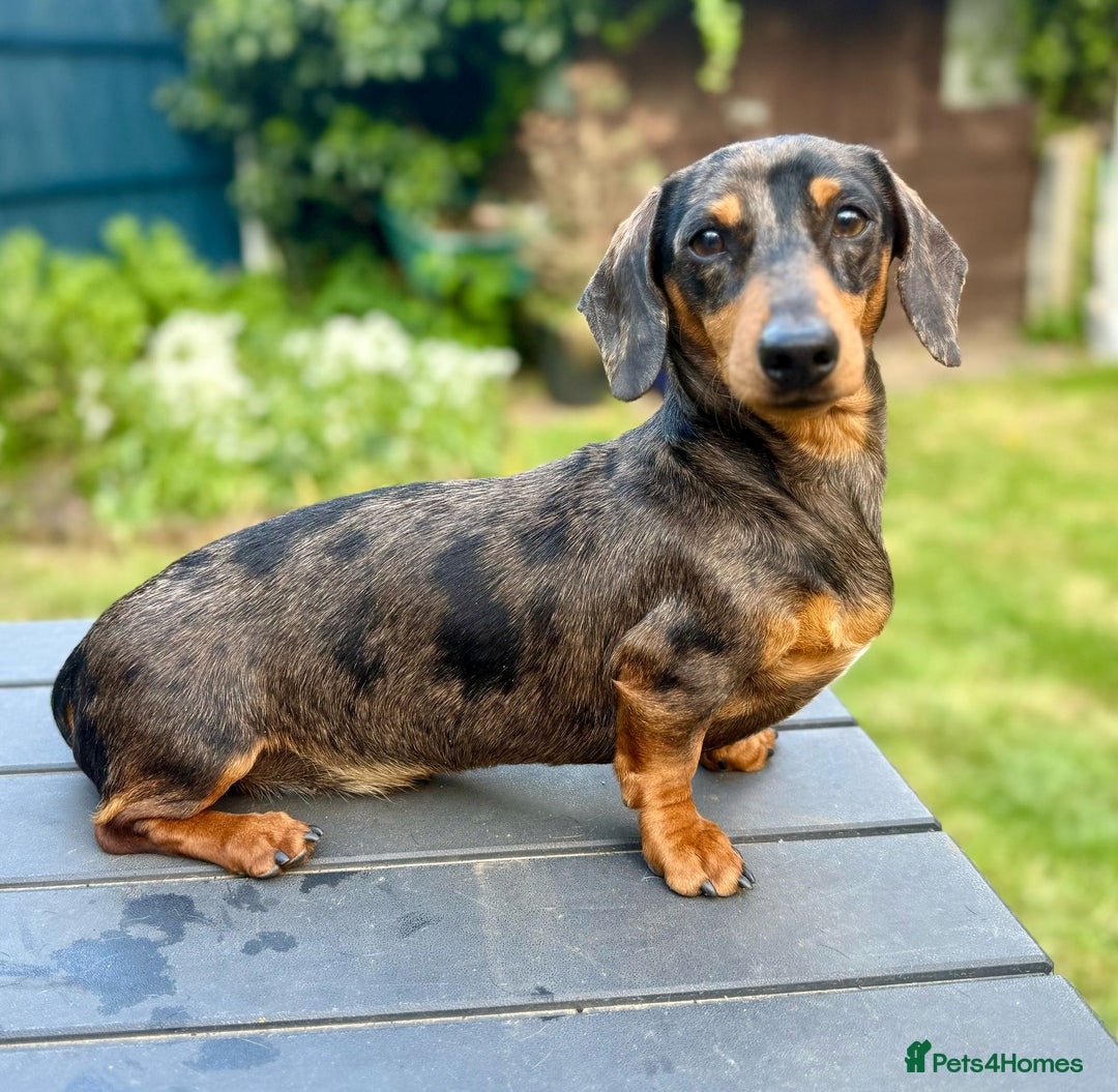 Miniature Dachshund dogs for stud: Silver Dapple Miniature Dachshund Stud KC Reg - Advert 2