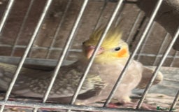 Cockatiels birds for sale: Cockatiels - Image 1