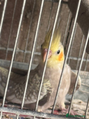 Cockatiels birds - Advert 2