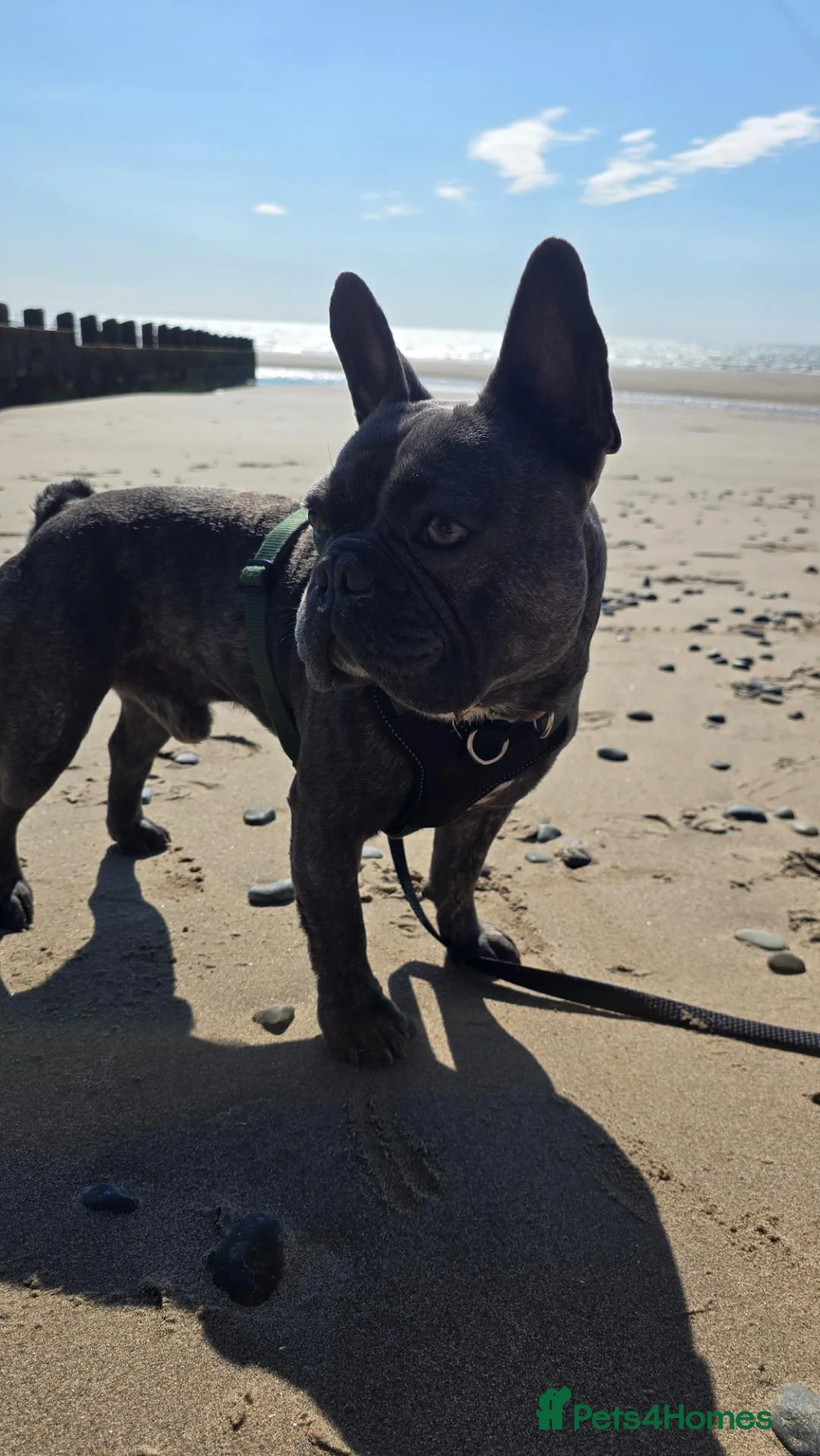 French Bulldog dogs for sale: Nacho - Advert 6