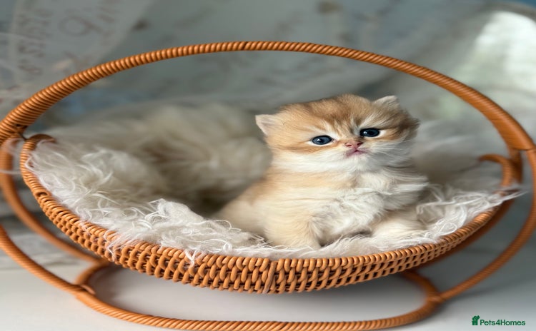 British Longhair cats - Advert 1