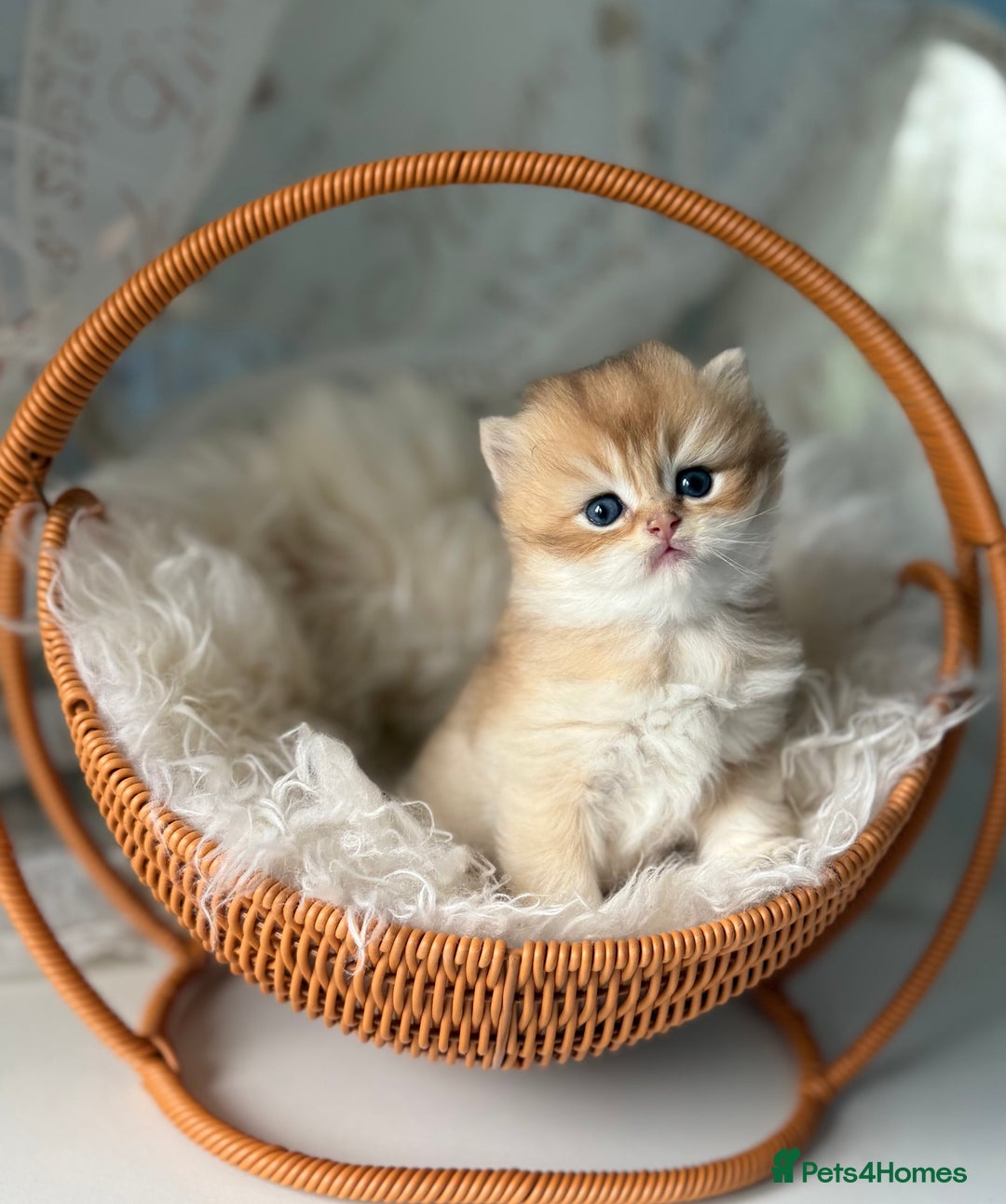 British Longhair cats for sale:  🌟Last British Longhair kitten available🌟 - Image 1