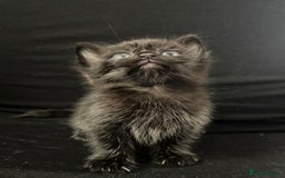 Mixed Breed cats for sale: Beautiful kittens  - Image 13