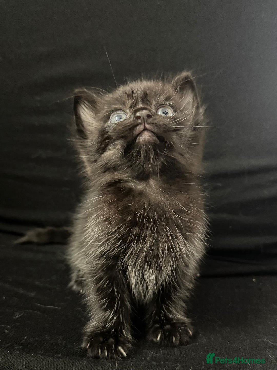 Mixed Breed cats for sale: Beautiful kittens  - Image 13