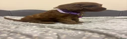 Cavapoo dogs for sale: Stunning F1 Toy Cavapoo Pups - Advert 13