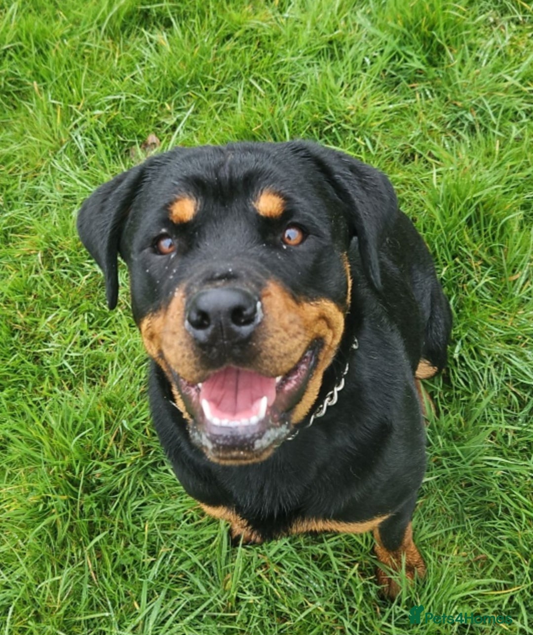 Rottweiler dogs for sale: Chunky Rottweiler Puppies DUE SOON  - Image 6
