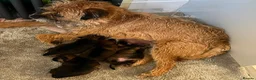Border Terrier dogs for sale: Beautiful Border Terrier Puppies - Advert 6