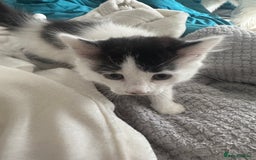British Shorthair cats for sale: Three female kittens looking for new home  - Image 9